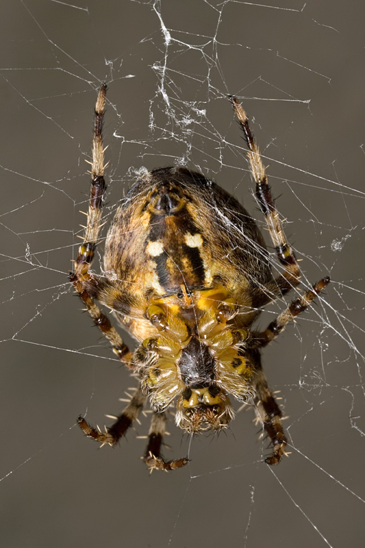 Garden Spider